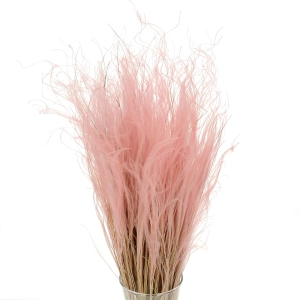 Dried pink Stipa feather (Stipa pennata) - bunch