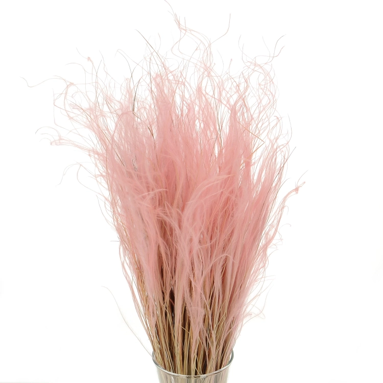 Dried pink Stipa feather (Stipa pennata) - bunch