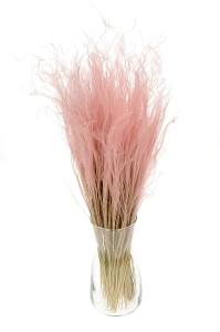 Dried pink Stipa feather (Stipa pennata) - bunch