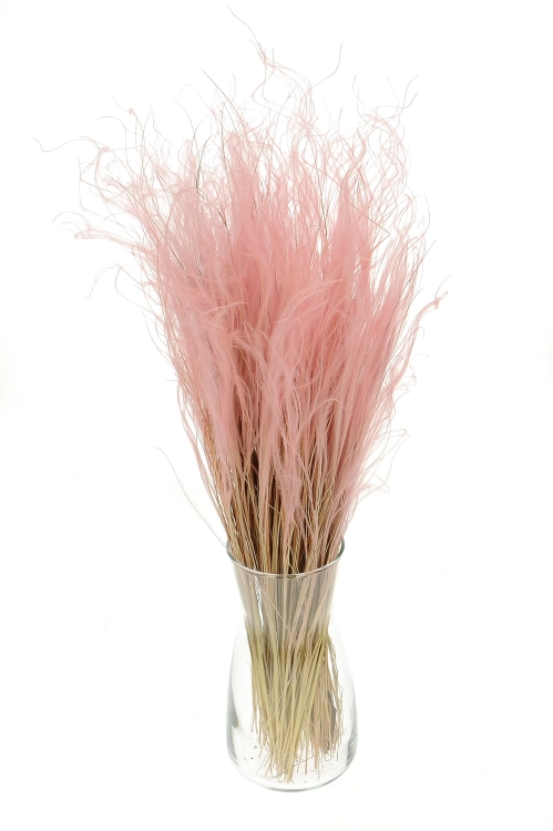 Dried pink Stipa feather (Stipa pennata) - bunch