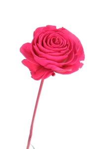 Shola flower - fuchsia rose - stem