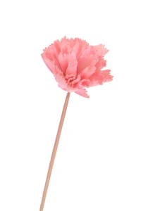 Shola flower - pink carnation - stem