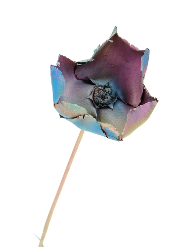 Dried Palm Cup color mix