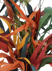 Preserved Eucalyptus color mix - bunch