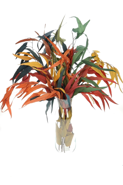 Preserved Eucalyptus color mix - bunch