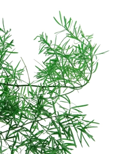 Preserved green Asparagus Sprengeri - bunch