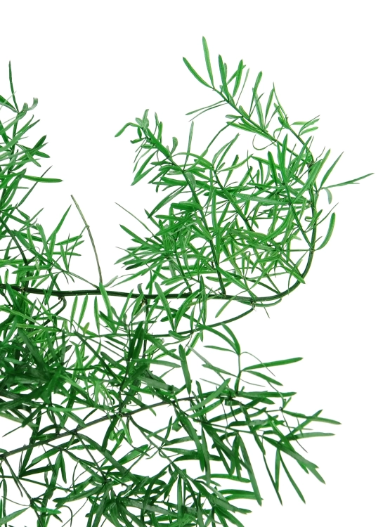 Preserved green Asparagus Sprengeri - bunch
