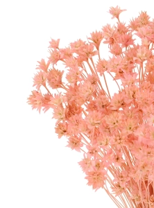 Dried pink Hill Flower - bouquet ~150 pcs. - dried flowers