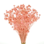 Dried pink Hill Flower - bouquet ~150 pcs - dried flowers
