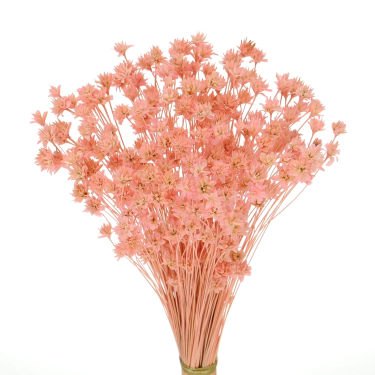 Dried pink Hill Flower - bouquet ~150 pcs. - dried flowers
