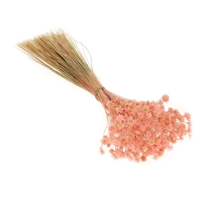 Dried pink Hill Flower - bouquet ~150 pcs. - dried flowers