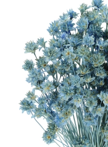 Dried blue Hill Flower - bouquet ~150 pcs. - dried flowers