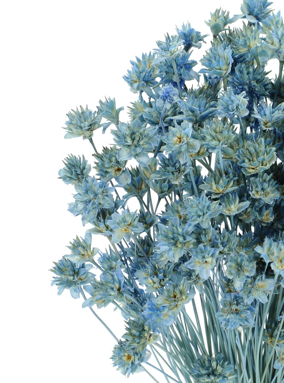 Dried blue Hill Flower - bouquet ~150 pcs. - dried flowers