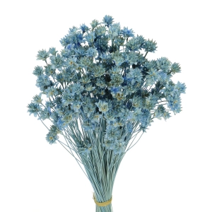 Dried blue Hill Flower - bouquet ~150 pcs. - dried flowers