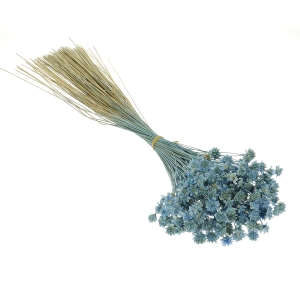 Dried blue Hill Flower - bouquet ~150 pcs. - dried flowers