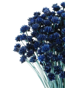 Dried navy blue Hill Flower - bouquet ~150 pcs. - dried flowers