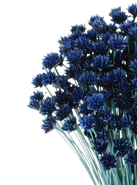 Dried navy blue Hill Flower - bouquet ~150 pcs. - dried flowers