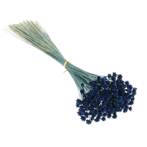 Dried navy blue Hill Flower - bouquet ~150 pcs. - dried flowers