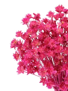 Dried fuchsia Hill Flower - bouquet ~150 pcs. - dried flowers