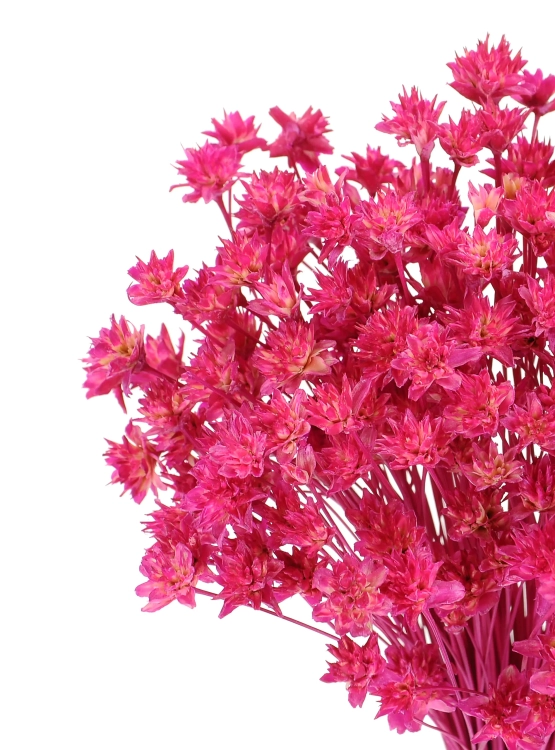 Dried fuchsia Hill Flower - bouquet ~150 pcs. - dried flowers