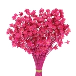 Dried fuchsia Hill Flower - bouquet ~150 pcs - dried flowers