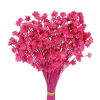 Dried fuchsia Hill Flower - bouquet ~150 pcs - dried flowers