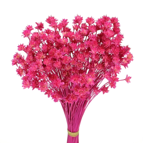 Dried fuchsia Hill Flower - bouquet ~150 pcs. - dried flowers