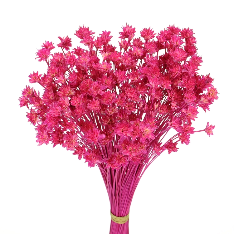 Dried fuchsia Hill Flower - bouquet ~150 pcs. - dried flowers