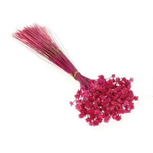 Dried fuchsia Hill Flower - bouquet ~150 pcs. - dried flowers