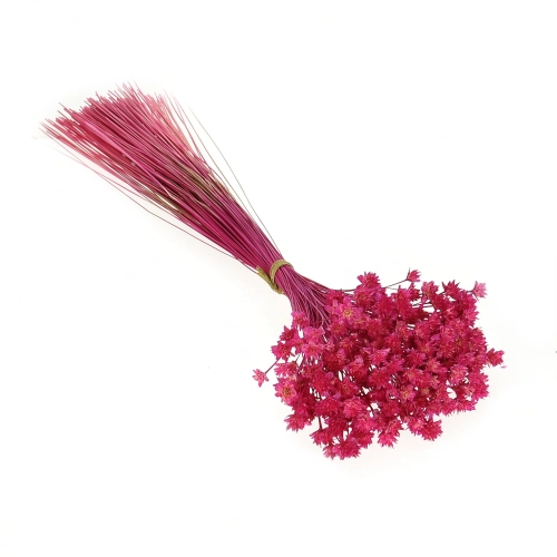 Dried fuchsia Hill Flower - bouquet ~150 pcs. - dried flowers