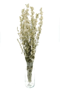 Dried flowers - white Delphinium - bunch