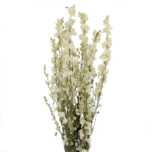 Dried flowers - white Delphinium - bunch