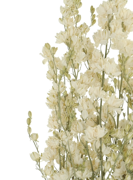 Dried flowers - white Delphinium - bunch