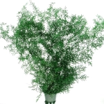 Preserved green Asparagus (ming fern) - bunch