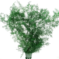 Preserved green Asparagus (ming fern) - bunch