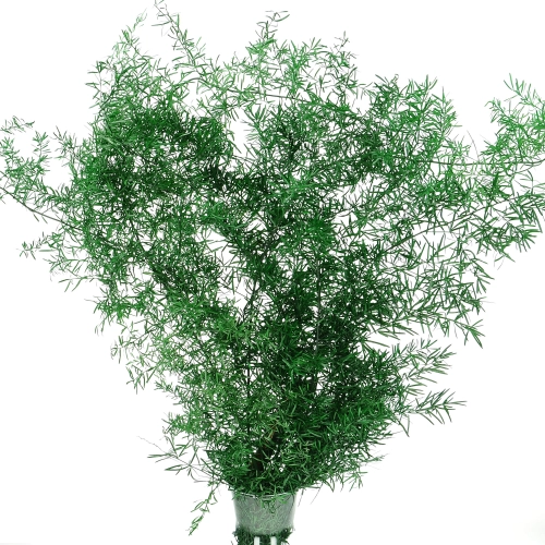 Preserved green Asparagus (ming fern) - bunch