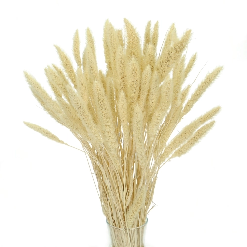 Dried bleached Setaria - decorative grass ~30 szt.