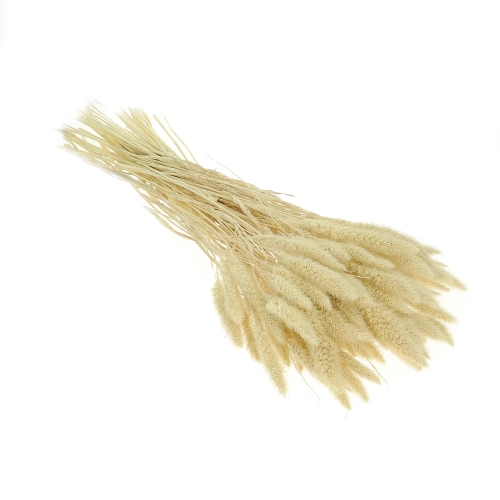 Dried bleached Setaria - decorative grass ~30 szt.