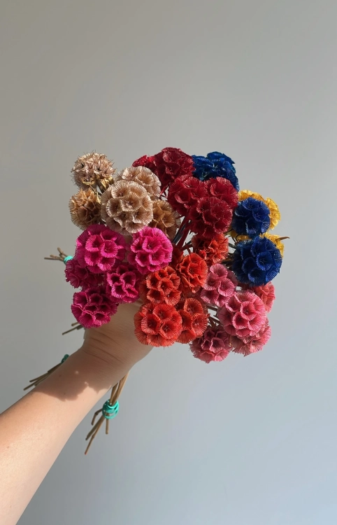 Dried natural Scabiosa stellata - bunch 5 stems
