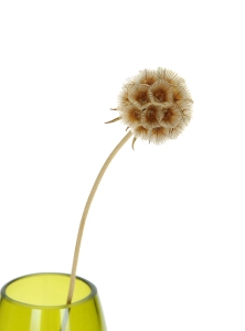 Dried natural Scabiosa stellata - bunch 5 stems