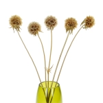 Dried natural Scabiosa stellata - bunch 5 stems