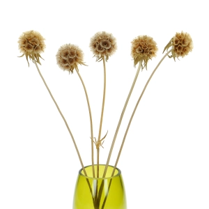 Dried natural Scabiosa stellata - bunch 5 stems