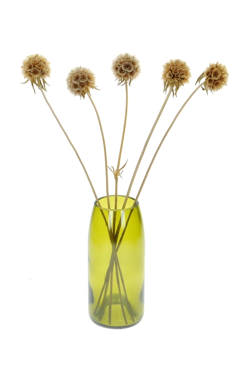 Dried natural Scabiosa stellata - bunch 5 stems