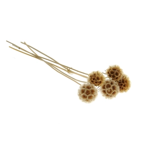 Dried natural Scabiosa stellata - bunch 5 stems