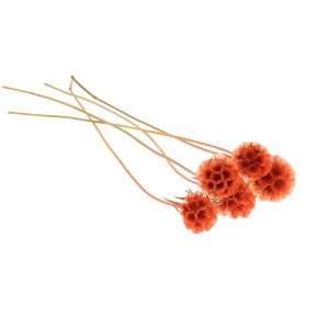 Dried orange Scabiosa stellata - bunch 5 stems