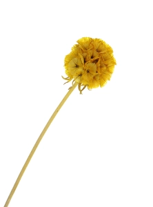 Dried yellow Scabiosa stellata - bunch 5 stems