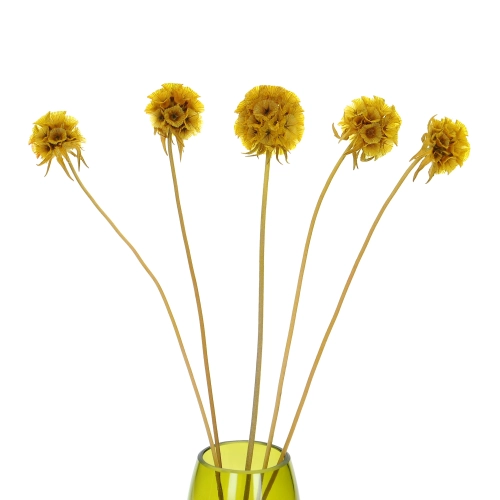 Dried yellow Scabiosa stellata - bunch 5 stems