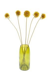 Dried yellow Scabiosa stellata - bunch 5 stems