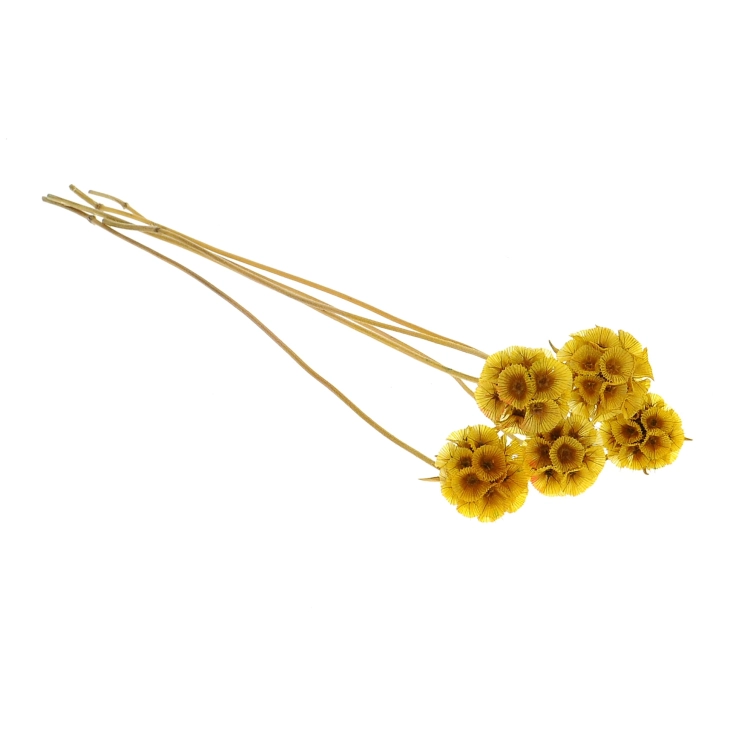 Dried yellow Scabiosa stellata - bunch 5 stems