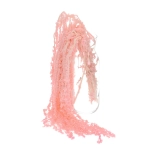 Preserved light pink love-lies-bleeding, Amaranthus - bunch